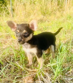 Mogli sucht ein neues Zuhause 