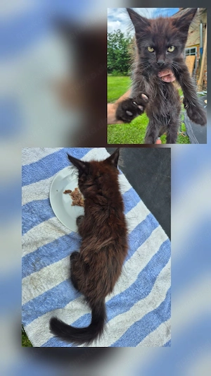 Maine Coon Kitten