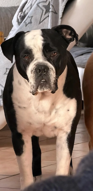 Cane Corsomix Hündin