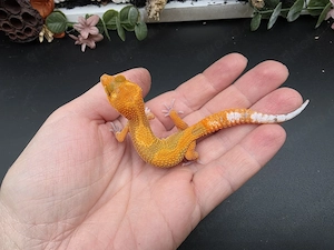 1.0 Mandarin 66% het Eclipse,  66% het TA Leopardgecko 
