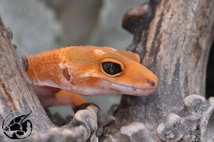 0.1 Mandarin het Eclipse, het Tremper Albino Leopardgecko 