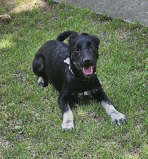Zoe, freundlicher Welpe sucht neue Familie