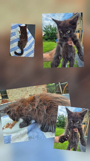 Maine Coon Kitten