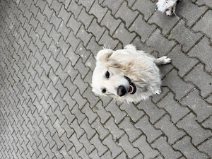 Goldenretriever Männchen 
