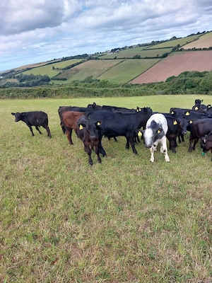Aberdeen Angus calves for sale 