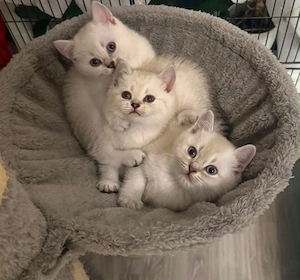 BKH Kitten suchen liebevolles Zuhause