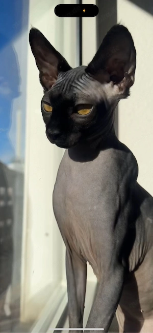 sphynx deckkater gesucht 