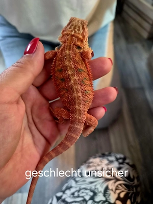 Farb-Bartagamen Jungtiere ( pogona vitticeps) NZ 05 2026  Red Hypo blue Tiger