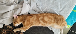 Familien Katzen suchen ihr Glück. 