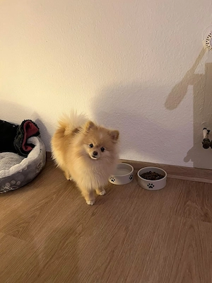 Pomeranian Spitz