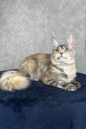 Prachtvoller Maine-Coon-Mix Kater (5 Monate) | Kinderlieb & Bestens Sozialisiert!