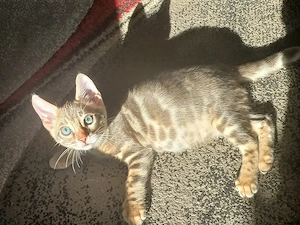 Reinrassiger Bengal Kitte mit Stammbaum 