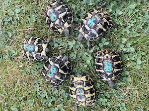 Griechische Landschildkröte Thb und Thh NZ 2025