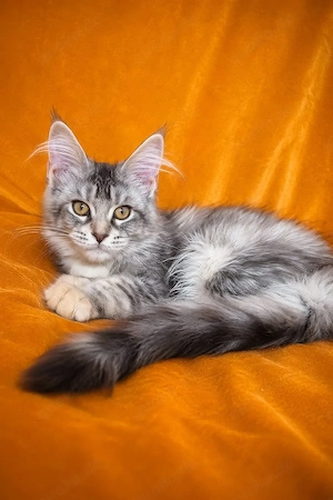 Prachtvoller Maine-Coon-Mix Kater (5 Monate) | Kinderlieb & Bestens Sozialisiert!