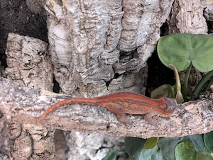 Höckerkopfgecko Weibchen Nachzucht 2025 rot orange 