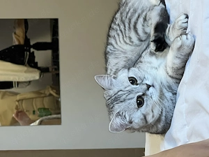 6 monatige Katze sucht nach neue Zuhause 