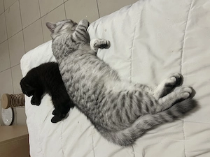 6 monatige Katze sucht nach neue Zuhause 