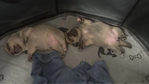 Pomchi-Welpen