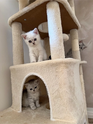 britischkurzhaar kitten 