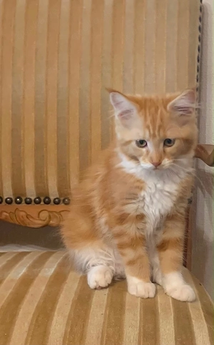 Maine Coon Kätzchen abgabebereit