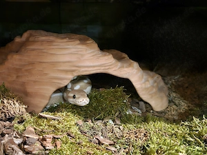Königspython 0.1 Banana Cinnamon Mojave 2021