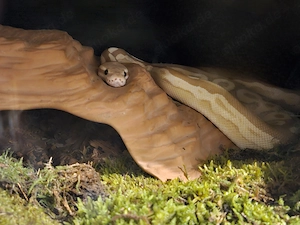 0.1 Banana Cinnamon Mojave 2021