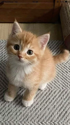 Maine-Coon-Kätzchen mit allen Papieren verfügbar