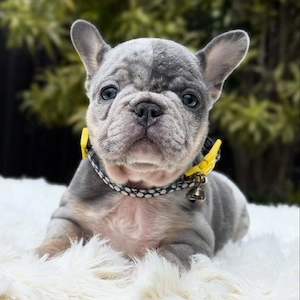 Französische Bulldoggenwelpen suchen ein neues Zuhause