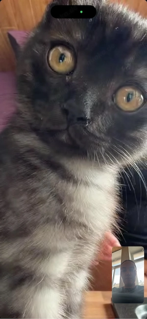 katze abzugeben