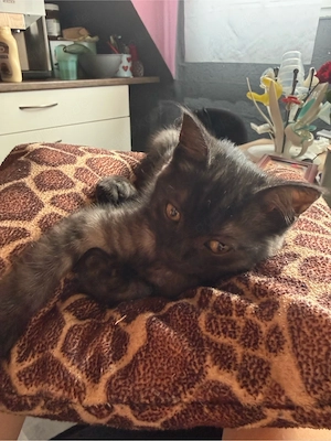 katze abzugeben