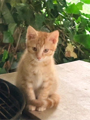 Wunderschöne Katzenbays 7 zwerge