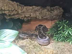 1.0 GHI Mojave ph. Ghost NZ 2022
