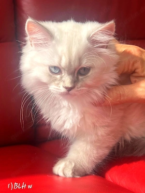 Reinrassige Britisch Lang(kurz)Haar BLH Wunderschöne Kitten liebevoll aufgezogen
