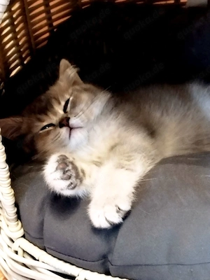 Süße BKH Kitten abgabebereit 