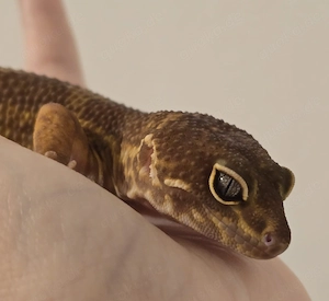 1.0 Black Night Mandarine Tangerine Tremper Albino (Lava)