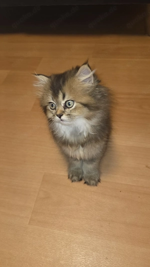 BKH Babykatze 