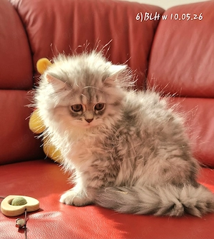 Reinrassige BKH und BLH Kitten abgabebereit! 