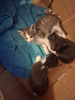 katzenbabys