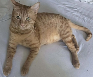 Garfield - Einzelprinz sucht Familie
