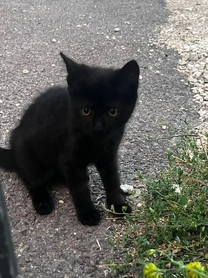 3 Zuckersüße Boombay-Mix Kitten suchen ein Zuhause!