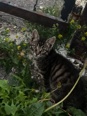 2 Zuckersüße Tabby-Mix Kitten suchen ein Zuhause!
