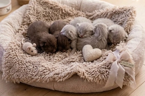 bezaubernden BKH Kitten Chocolate Fawn