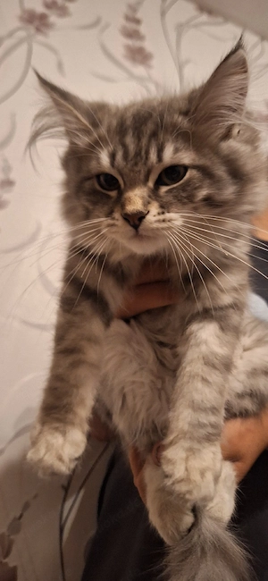 Neva Masquarade sibirische Waldkatzen Kitten