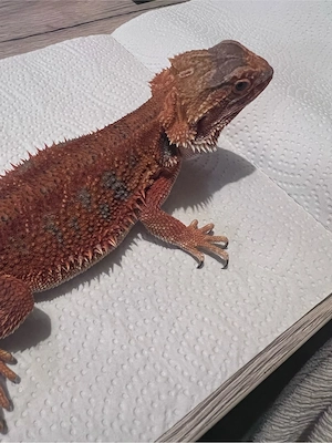 bartagame weiblich red 