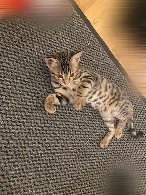Bengal Mix Kitten Weibchen zu verkaufen