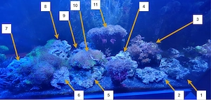Meerwasseraquarium-Auflösung (Lebendgestein, Korallen) auch Einzelverkauf!
