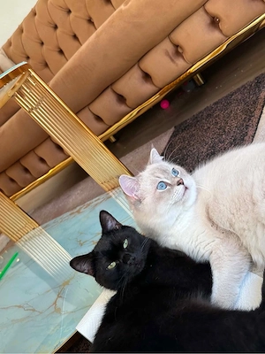 Junge kater 
