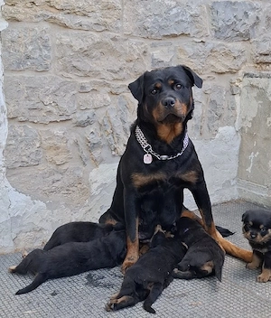 Rottweiler Welpen mit Ahnentafel