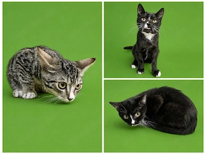 3 Babykatzen suchen Zuhause