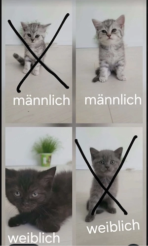 BKH kitten zu verkaufen 6 stück 3 mänlich 3 weiblich 